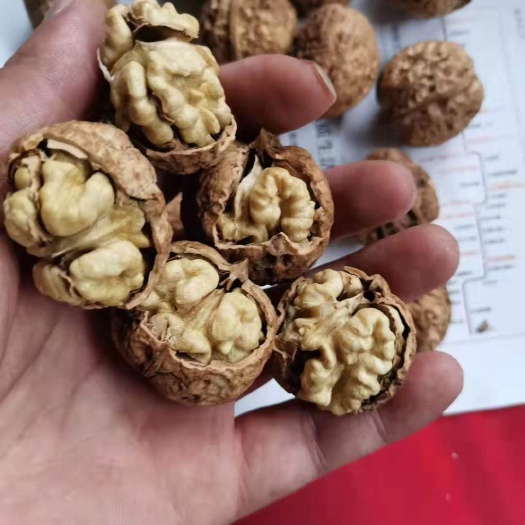 成都云南麻子核桃 新货一手货源 壳薄肉质饱满