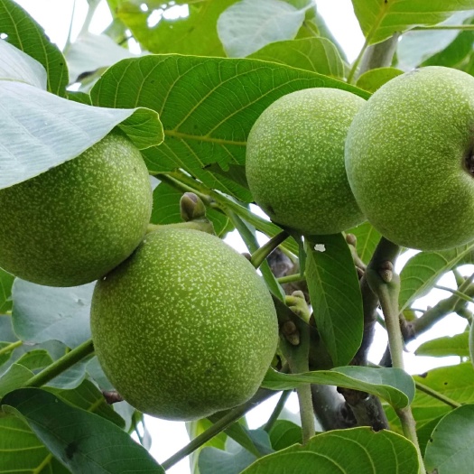 汾阳市 种苗辽核系列嫁接核桃苗粗度2～3公分包成活产量高耐旱包邮