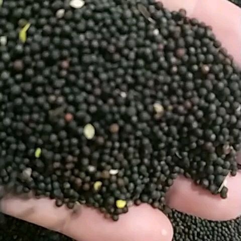 呼伦贝尔油菜籽  2021年十一月销售优质，品相好，味香。精选优质