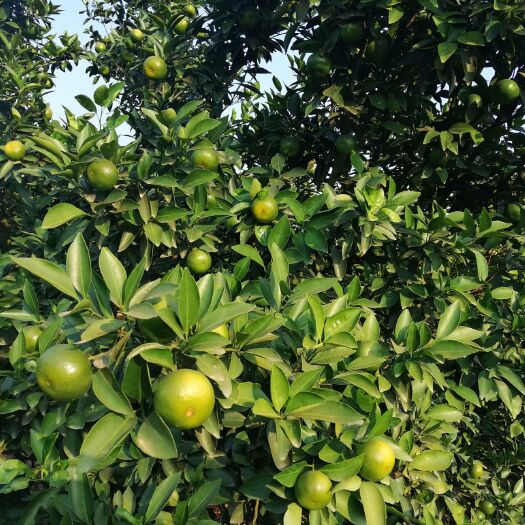 新余黄岩蜜桔 新余蜜桔