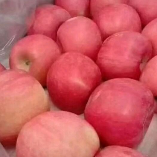 沂水县 早熟红富士红将军苹果产地供应