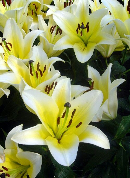 昆明百合花 黄天霸B