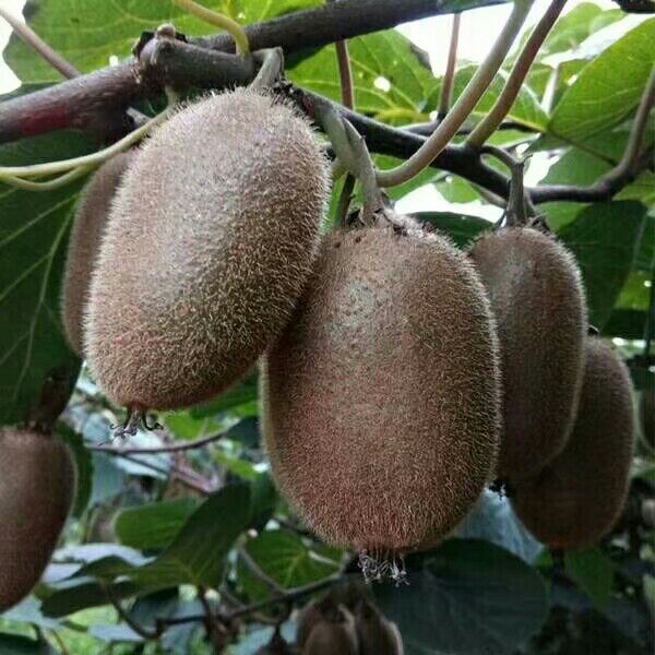 [周至猕猴桃批发] 周至猕猴桃包邮十斤30价格3