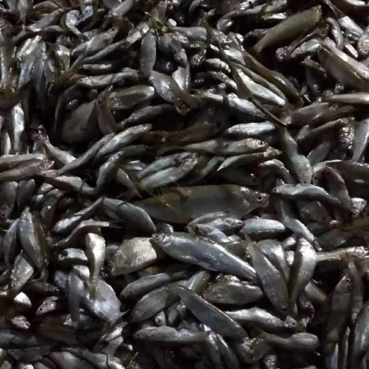 南昌白条鱼  大量供应翘嘴白长期供货