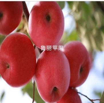 平邑县鲁丽苹果苗 苹果苗，鲁丽苹果品质好。适应性广，耐干旱中熟品种。自家育苗，