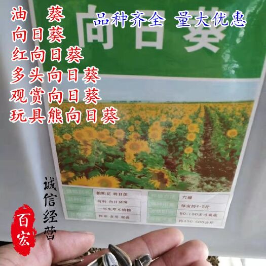 沭阳县 新采油葵向日葵红向日葵蜀葵多头向日葵观赏向日葵室内外四季盆栽