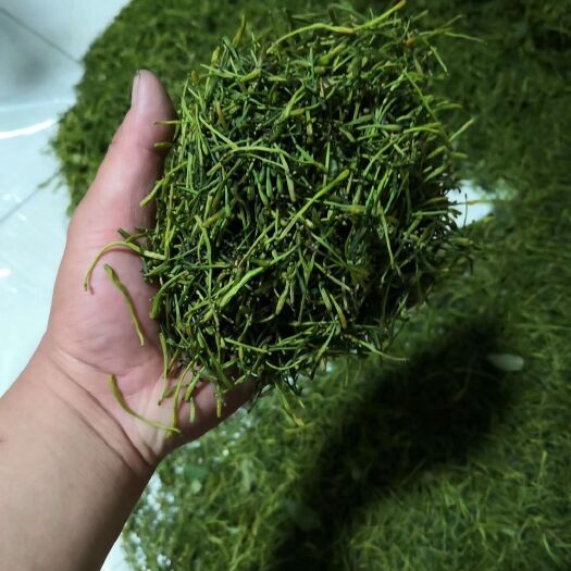 成都四季金银花 秀山银花