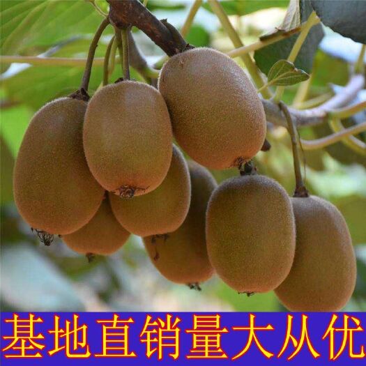 平邑县优质红阳  徐香  黄金猕猴桃苗 健壮种苗基地直供