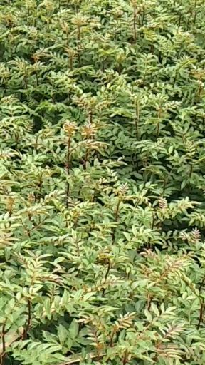 昭通 需要花椒苗的老板联系我