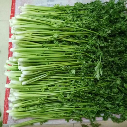  章丘鲍芹，合作社种植，酒店商超
