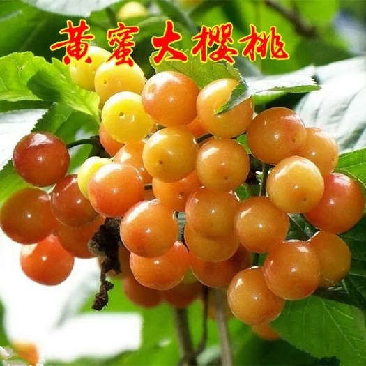 平邑县黄蜜樱桃苗  黄金蜜黄水晶樱桃苗
嫁接苗
全国都可种植
免费提供种植技术