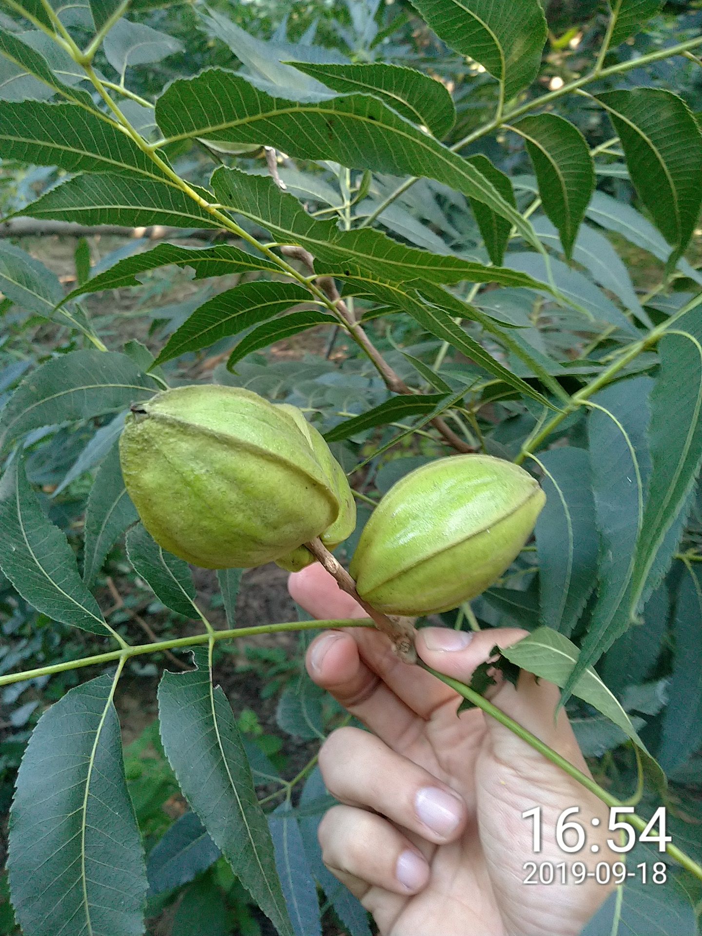 碧根果苗 碧根果樹,苗