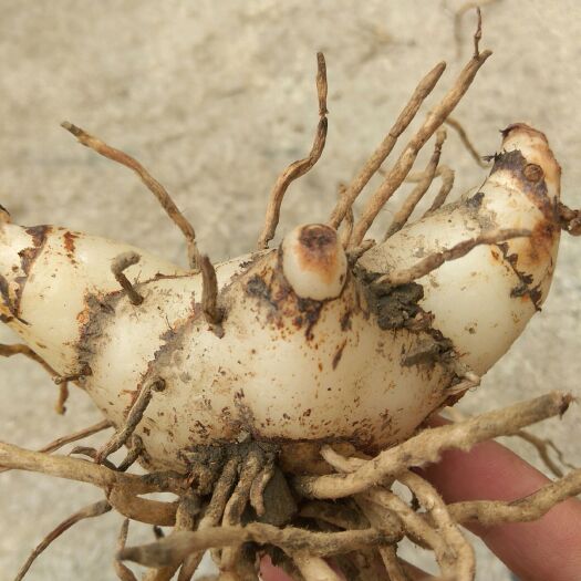 芦山县紫花白芨苗 白芨现货，商品块茎