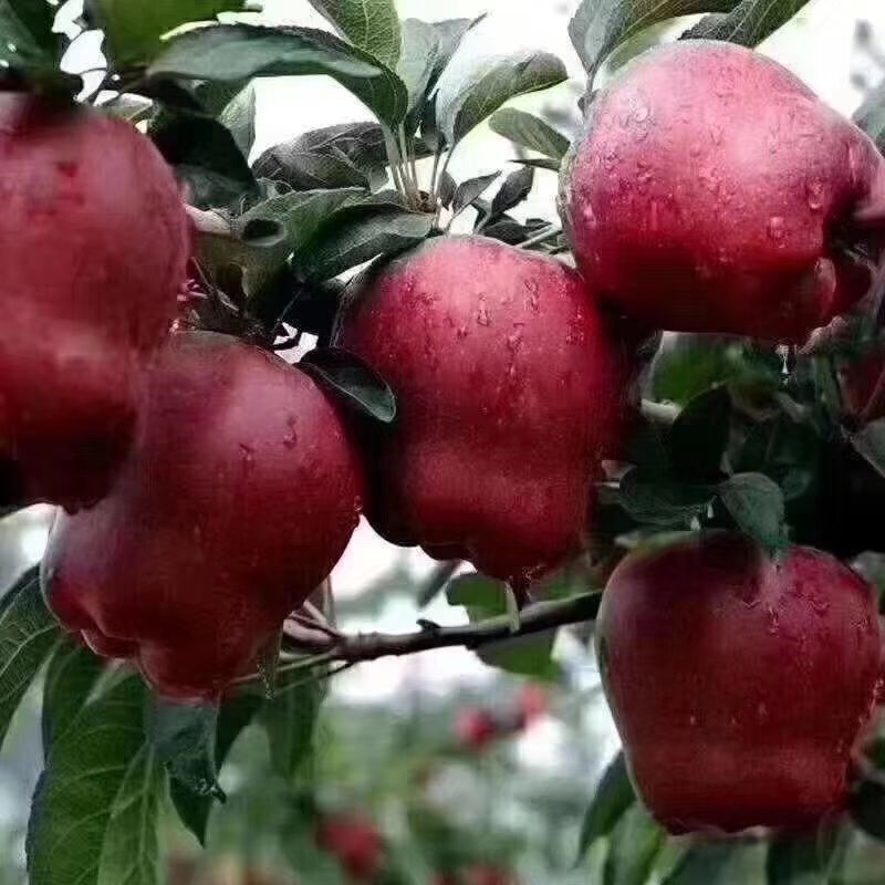  正宗天水花牛苹果，天然无公害