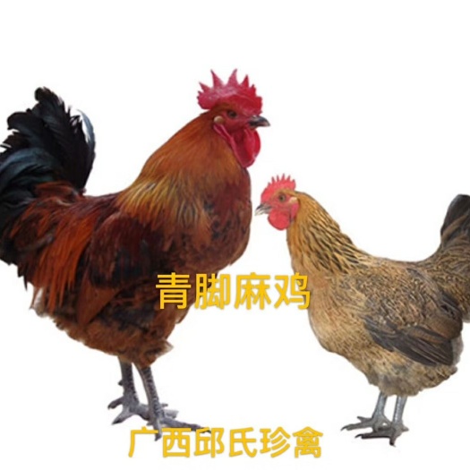 南宁 青脚麻母鸡苗