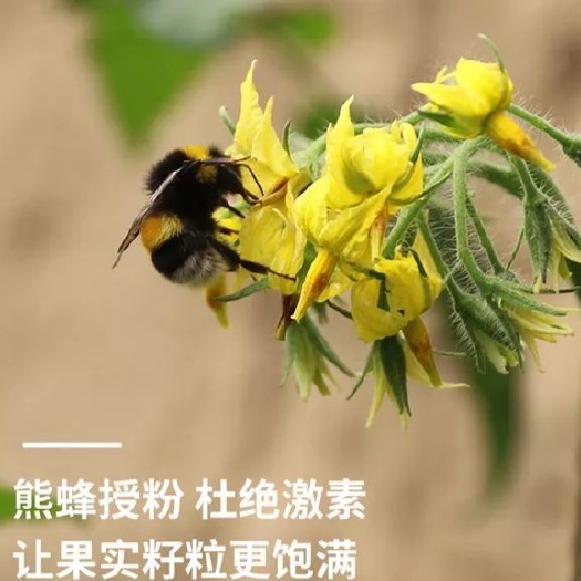 济南熊蜂 优质授粉，确保活力。完善的售后服务