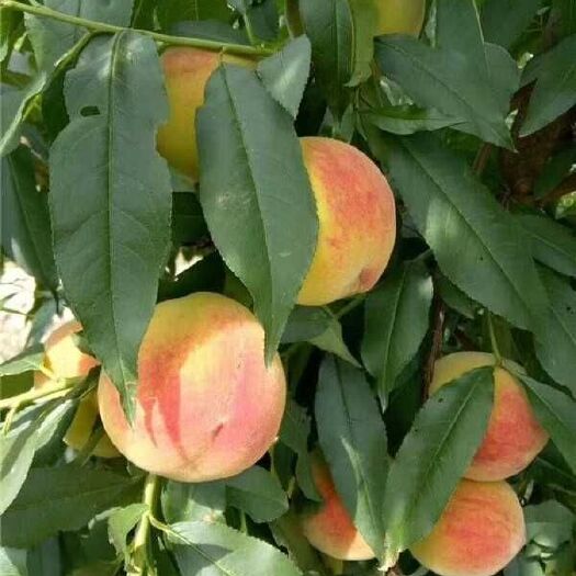 周口黄金蜜桃树苗  一年生 突围 桃树苗  黄金蜜  水蜜桃