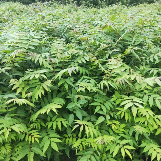 鹤峰县红油香椿苗 香春苗