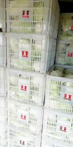 东台市 夏阳白菜大量上市了
