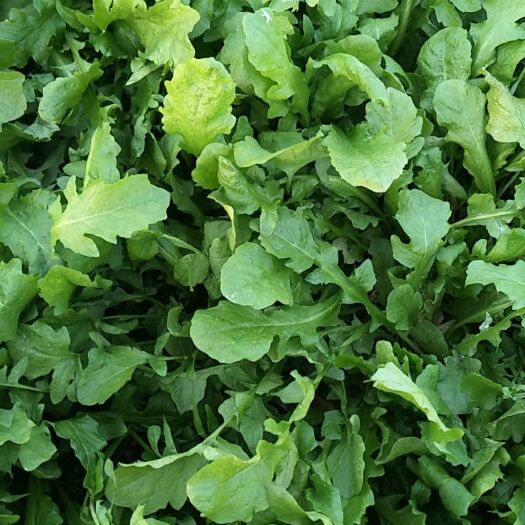 虞城县 荠菜马上上市，量大从优，欢迎新老客户选购。