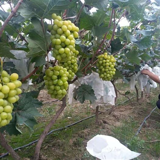 平邑县阳光玫瑰 2斤以上 5%以下 1次果