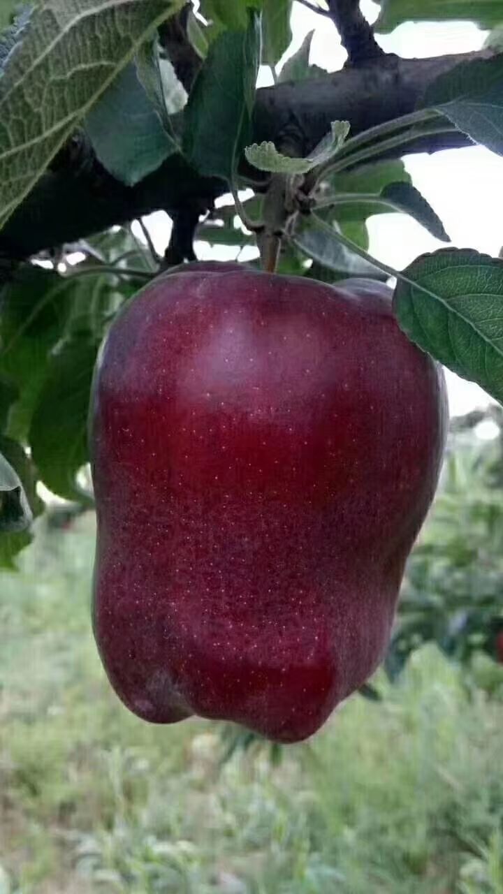  正宗天水花牛苹果，天然无公害