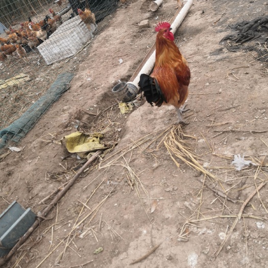 高阳县 玉米地散养土鸡粮食喂养