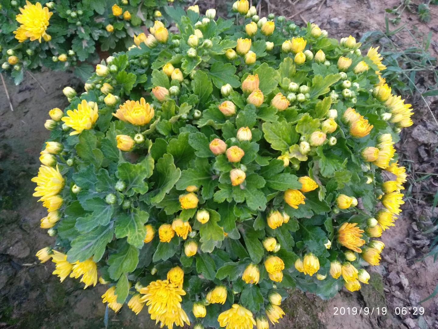 彩菊花苗
