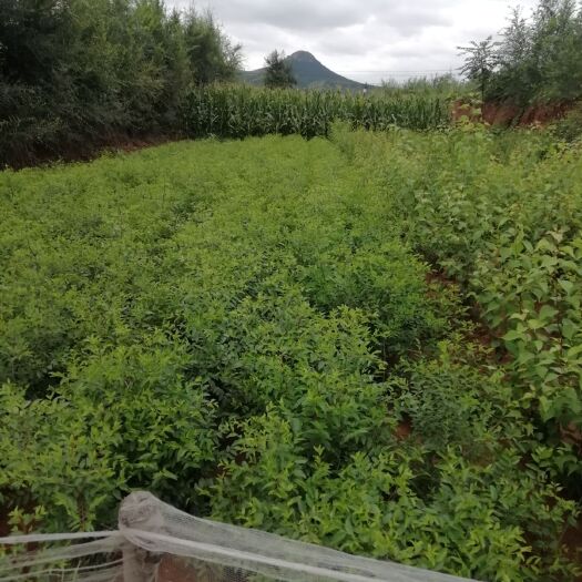 朝阳酸枣子树苗药用酸枣苗