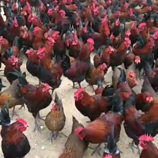 南宁血毛土鸡苗 公