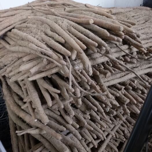商丘紫山药 70~90cm