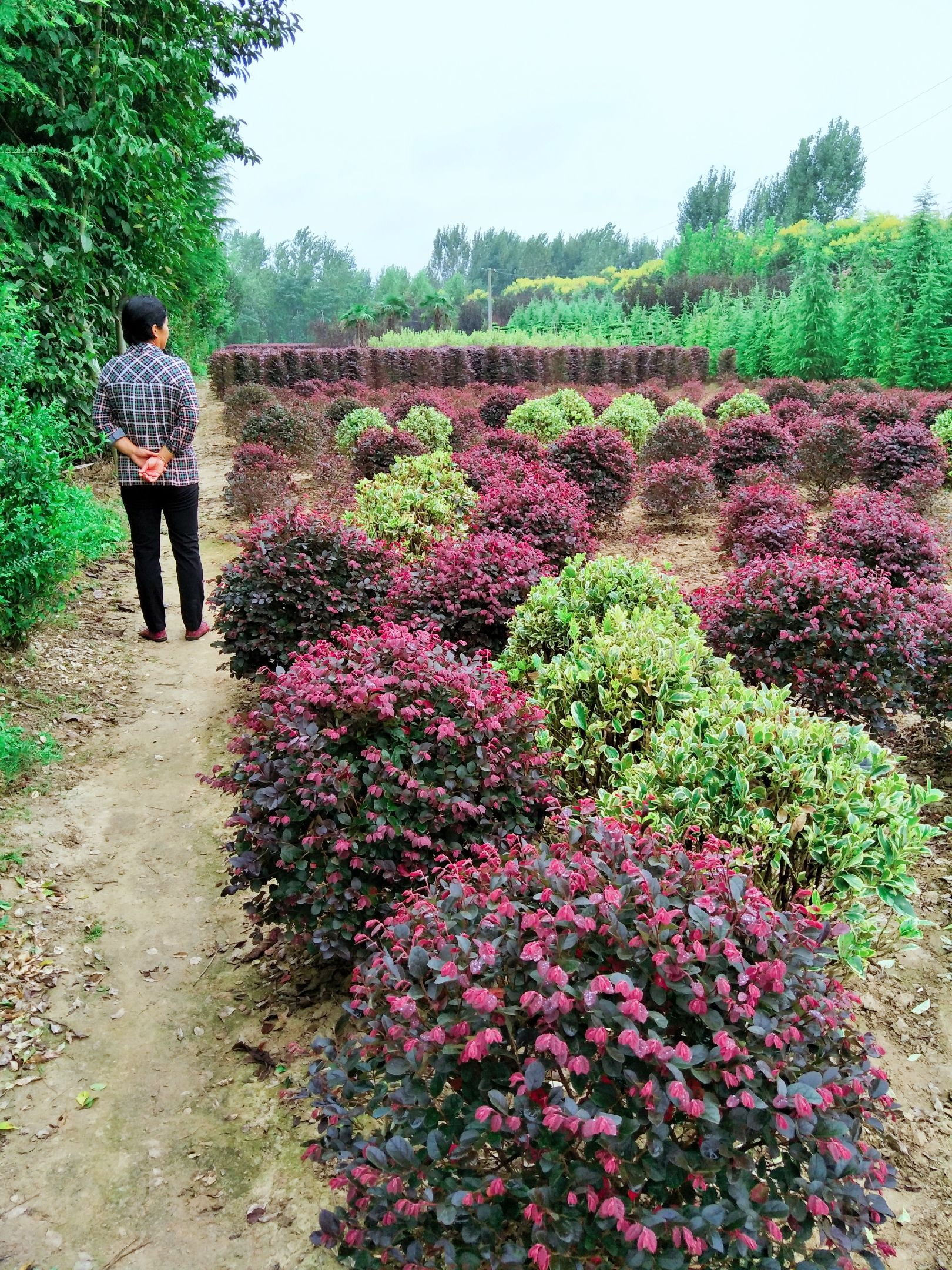 红花继木球图片大全(红花继木球什么时候开花)