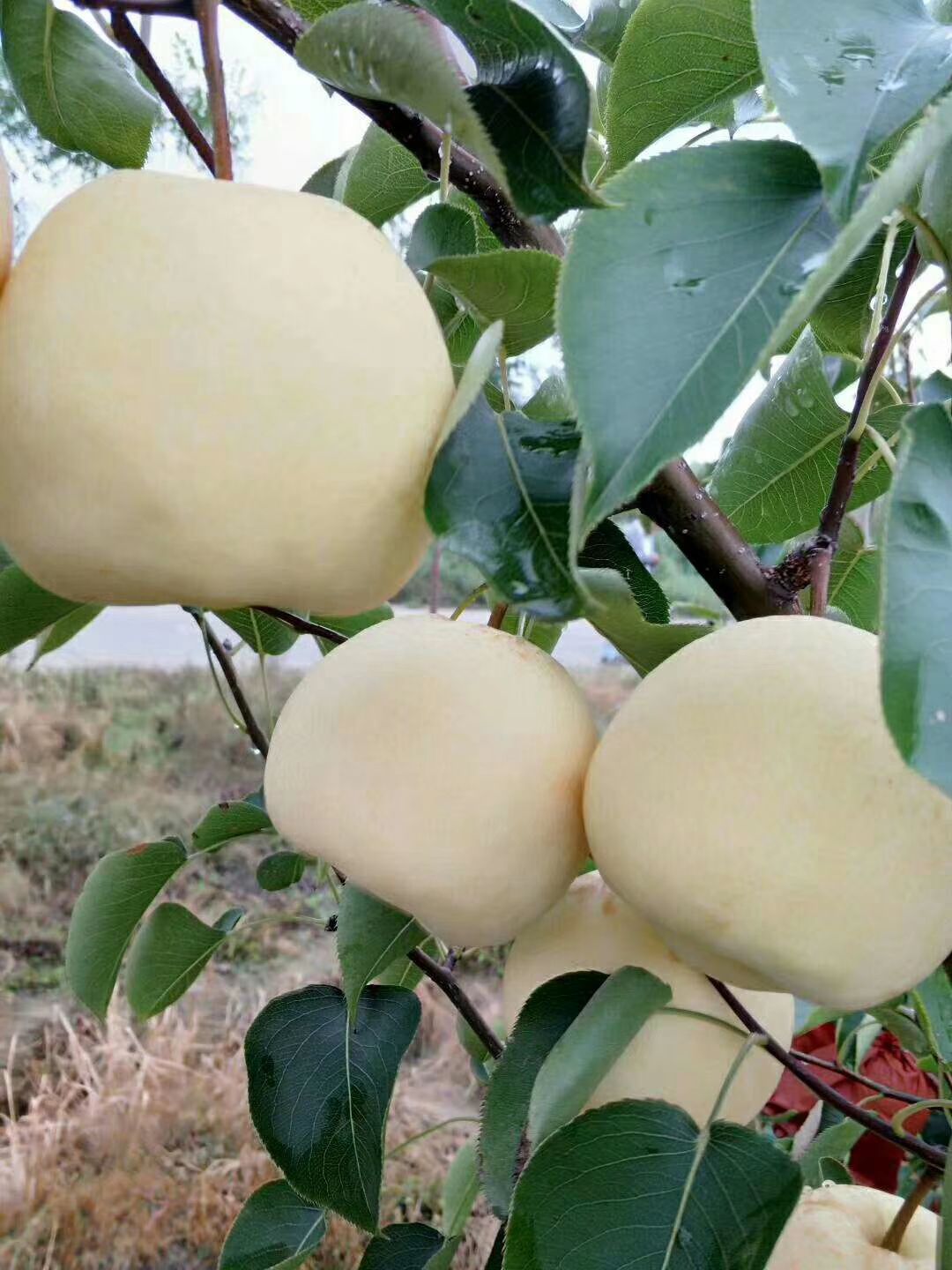  蒲城，酥梨，贡梨，蜜梨，甜度高，硬度好，耐储存，