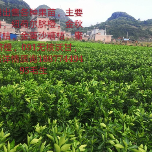 富川县纽荷尔脐橙苗 自育各种果苗