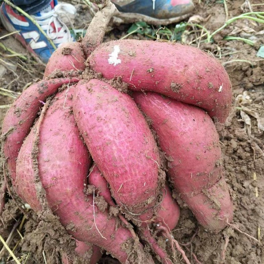 洪洞县 旱地红薯，口感独特，价格实惠，包装齐全，欢迎新老客户洽谈