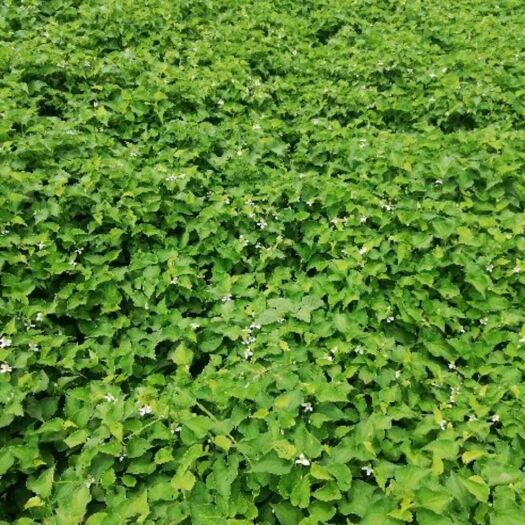 安顺白茎鱼腥草  产地直销、批发鱼腥草（折耳根）量大品优