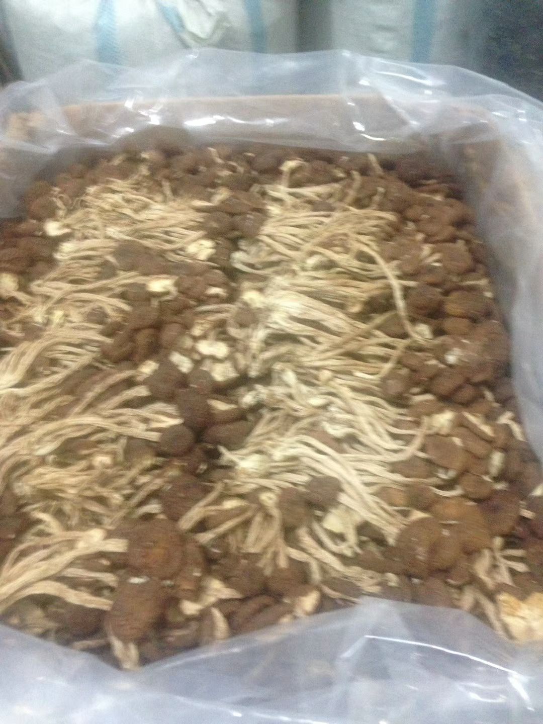安溪县茶树菇菌种 特级茶树菇