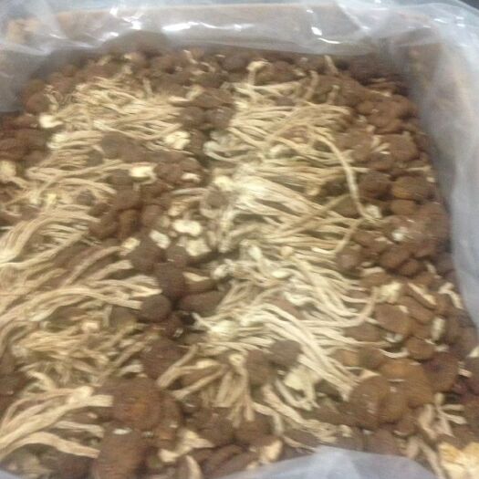 安溪县茶树菇菌种 特级茶树菇
