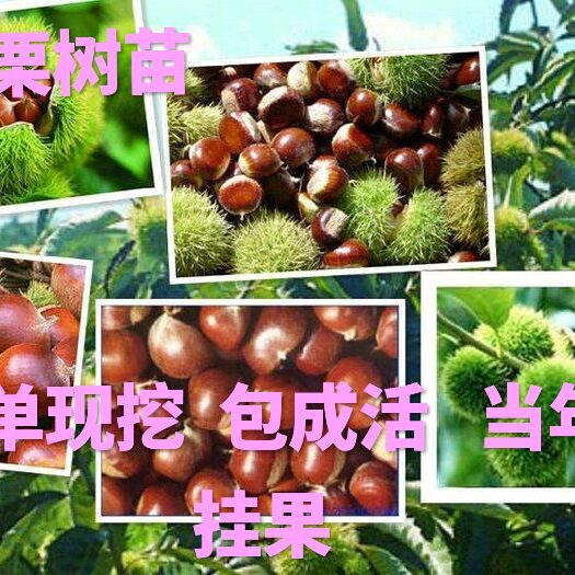 平邑县板栗苗有机板栗大红袍板栗苗