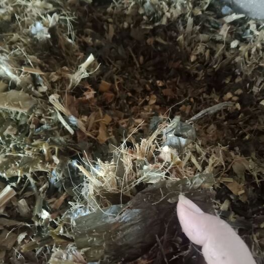 临泉县青储草料 牛羊草料 玉米秸秆草料青储 牛草羊草 牧草青