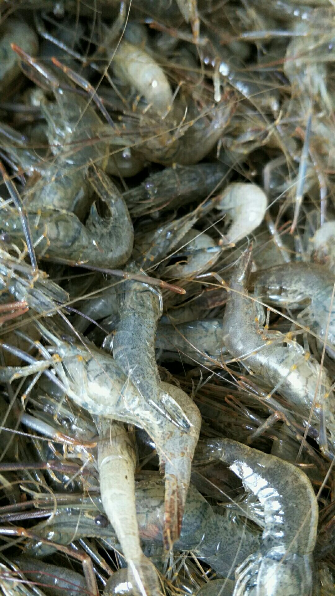 潜江市白米虾 河虾各种规格虾
