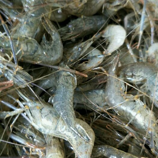 白米虾 河虾各种规格虾
