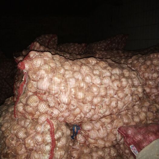 通许县杞县大蒜 货源充足