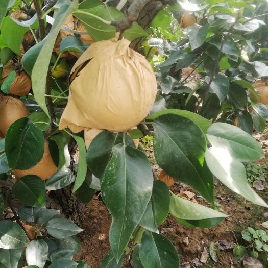 舞阳县 新高梨