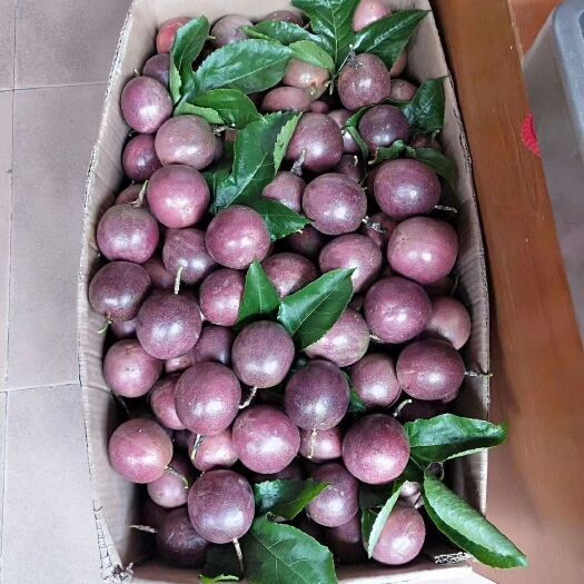怀集县 百香果