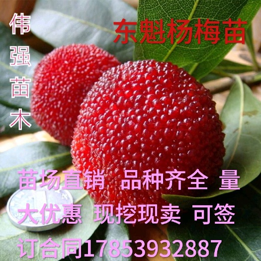 平邑县东魁杨梅树苗 东魁杨梅苗   嫁接成品苗