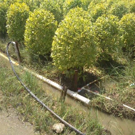 肇庆 鸭脚木，金叶连翘，红车，茉莉球形，茉莉塔型