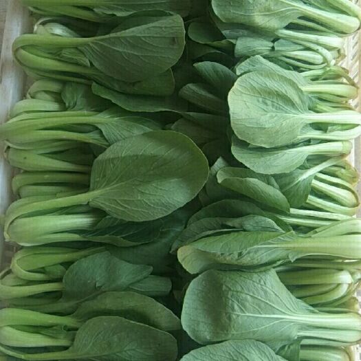 曹县 上海青快菜