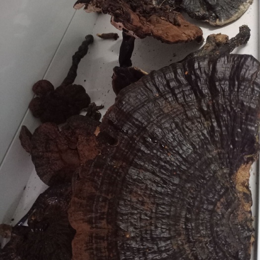 罗甸县马蜂 灵芝