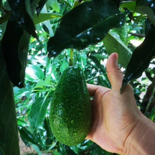 昆明 云南优质牛油果